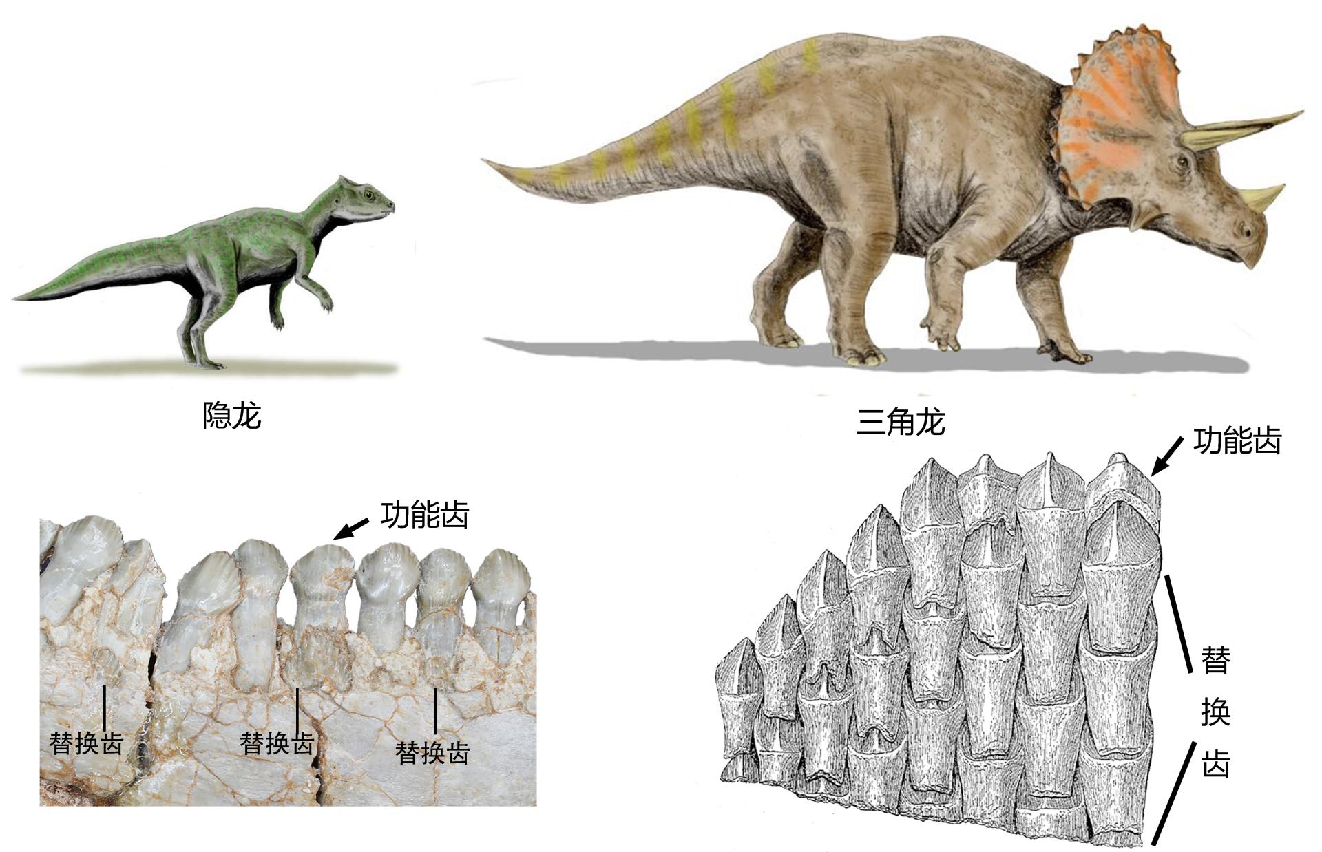 40604